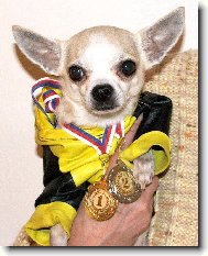 Chihuahua