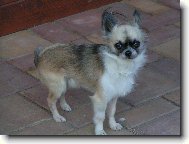 Chihuahua