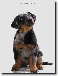 Beauce sheep dog \\\\\(beauceron\\\\\) \\\\\(Dog standard\\\\\)