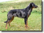 Beauce sheep dog \\\\\(beauceron\\\\\) \\\\\(Dog standard\\\\\)