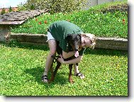 Dobermann, Doberman
