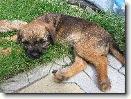 Border Terrier