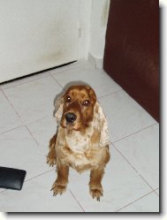 English Cocker Spaniel