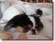 Chin, Japanese Chin