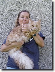 Maine Coon