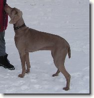Weimaraner, Weimaraner Vorsterhund