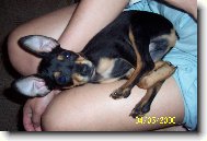 Zwergpinscher