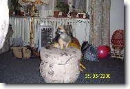 Zwergpinscher