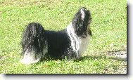icu, Shih-Tzu