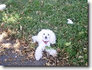 Toy Poodle