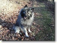 German spitz-wolfsspitz, keeshound \(Dog standard\)