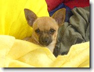 Chihuahua