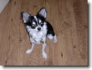 Chihuahua