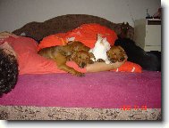 German Pinscher