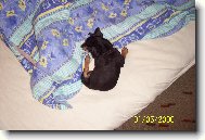 Zwergpinscher