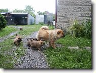 Chow Chow