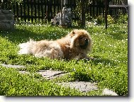 Chow Chow