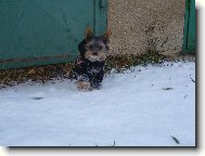 Jorkšírský terier, Yorkshire Terrier,