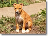 American Staffordshire Terrier Blue Lacy