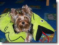 Jorkšírský terier, Yorkshire Terrier,