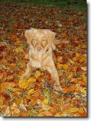Nova Scotia Duck Tolling Retriever