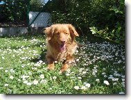 Nova Scotia Duck Tolling Retriever