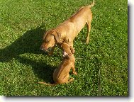 Rhodesian Ridgeback