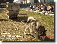 Alaskan Malamute