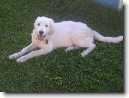 Tatra shepherd dog \(Dog standard\)