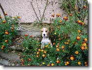 Beagle