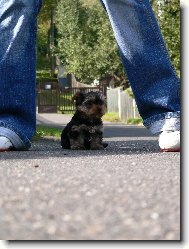 Jorkšírský terier, Yorkshire Terrier,