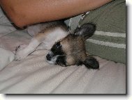 Chihuahua