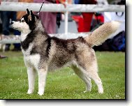 Siberian Husky