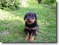 Rottweiler