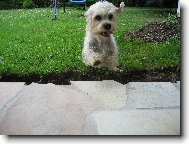 Dandie Dinmont Terrier