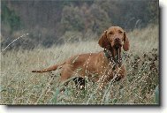 Rövidszörü Magyar Vizsla, Hungarian Short-haired Pointing Dog