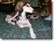 Arabian Hound