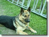 German Shepherd Dog