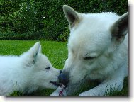 Berger Blanc Suisse, White Swiss Shepherd Dog