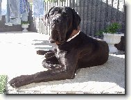 Mastino Napoletano