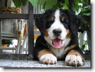 Berner Sennenhund