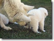 Berger Blanc Suisse, White Swiss Shepherd Dog