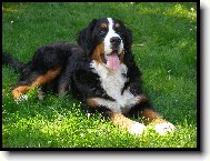 Berner Sennenhund