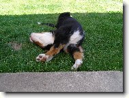 Berner Sennenhund
