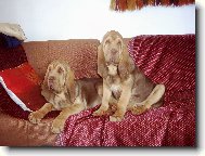 Chien de Saint-Hubert