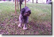 Tibetan Terrier