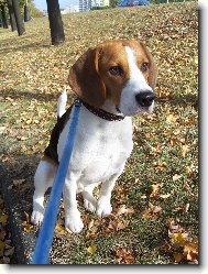 Beagle