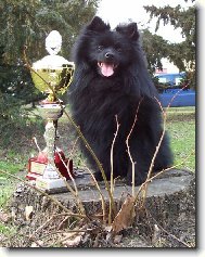 German spitz medium size \(Dog standard\)