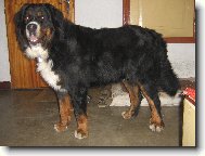 Berner Sennenhund