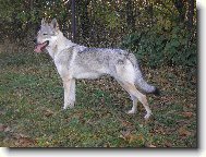 Czechoslovakian wolfdog